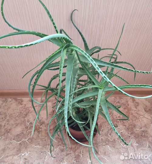 Алоэ столетник 4 летний