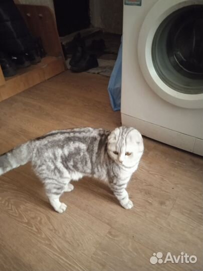 Британская вислоухая кошка ищет кота для случки