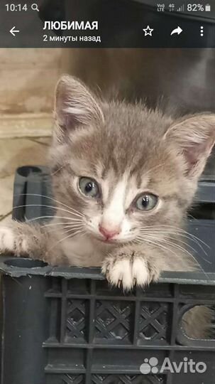 Сибирская кошка