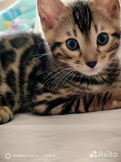 Бенгальская