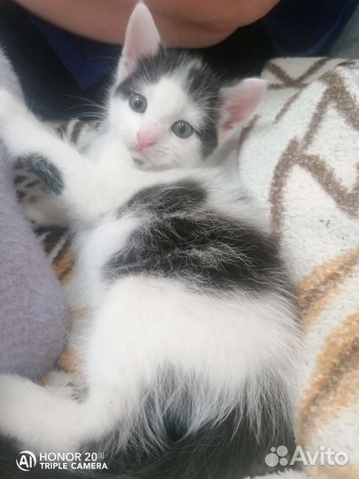 Котик в дар бесплатно