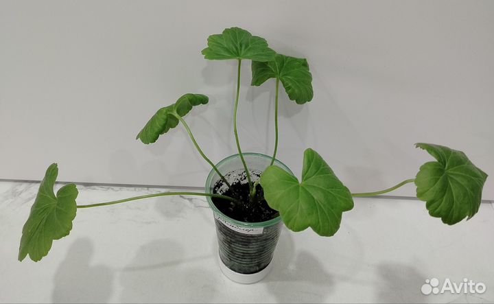 Пеларгония Плюм Рамблер