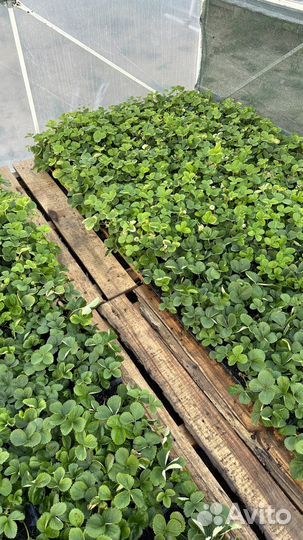 Рассада клубники высшего качества