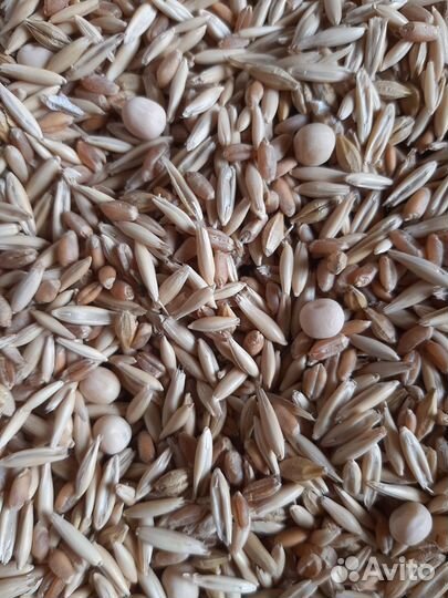 Зерносмесь (горох, овёс, пшеница, ячмень. )