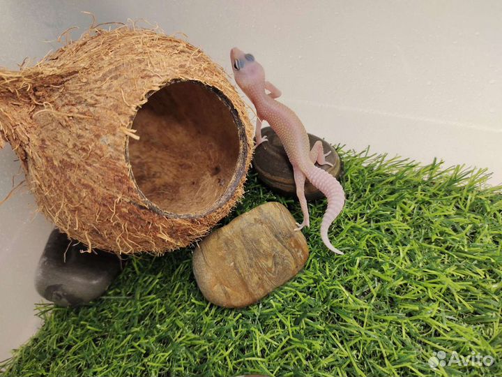 Пятнистый эублефар