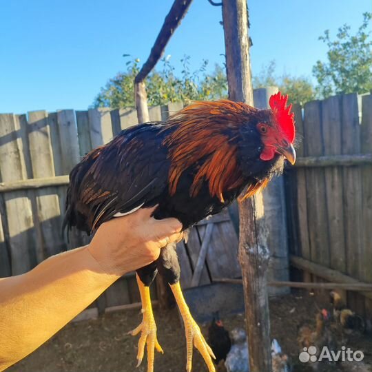 Петух на племя