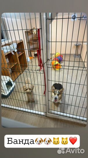 Передержка собак мелких пород