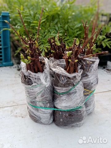 Черенки гортензии метельчатой купить в Пскове | Товары для дома и дачи ...