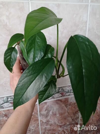 Сциндапсусы, клерадендрум