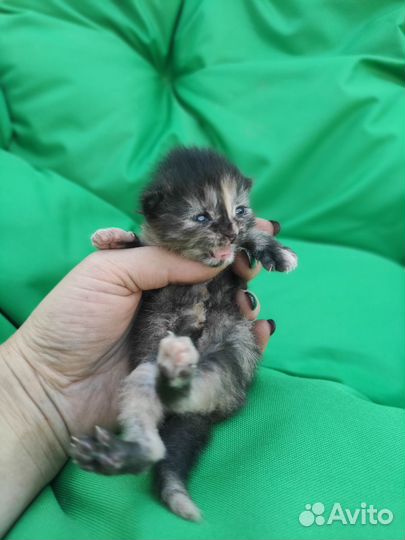 Котята мейн-кун