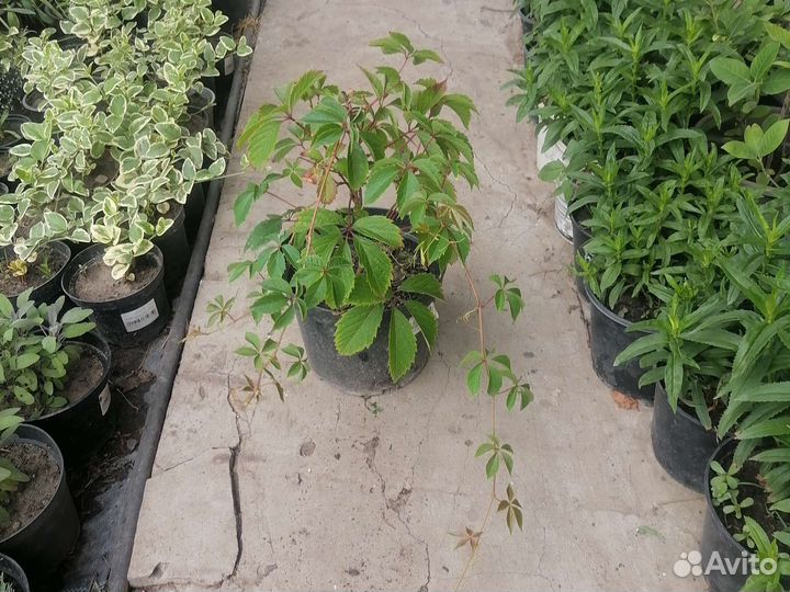 Девичий виноград