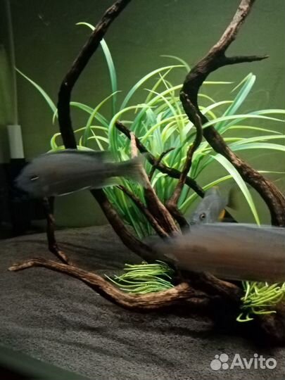 Каданго стая