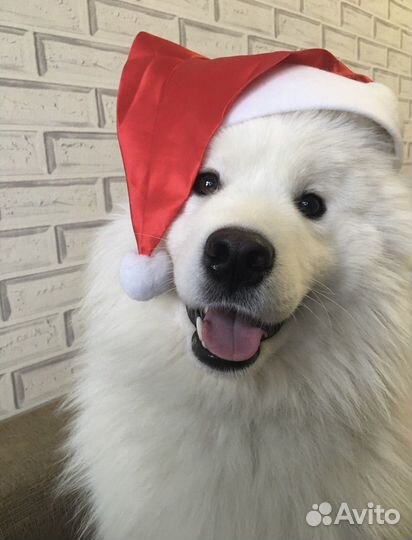 Самоед вязка