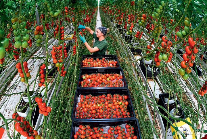 Бригада на сбор помидоров ст. Марьинская