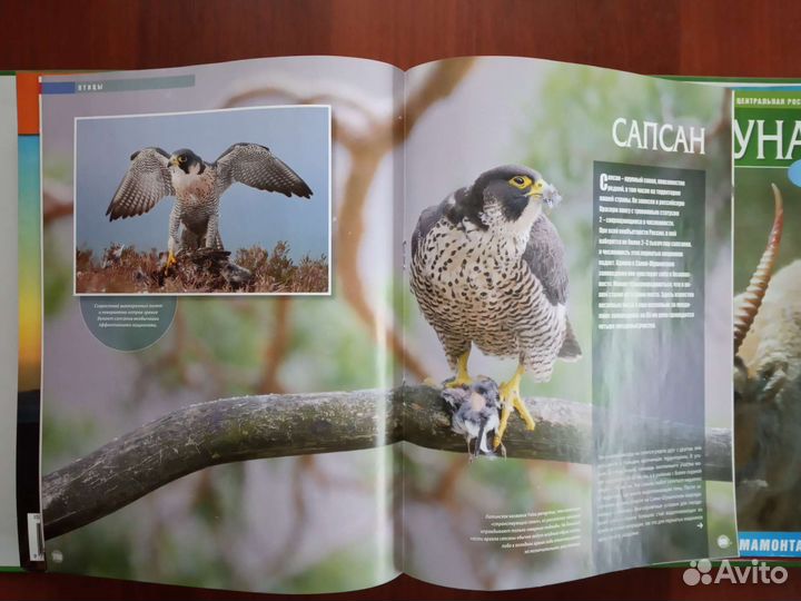 Журналы: Наша флора и фауна. Номера уточняйте