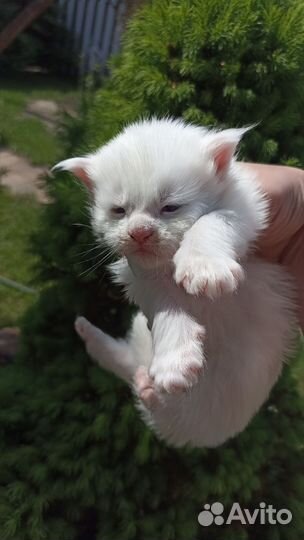 Котята мейн-кун