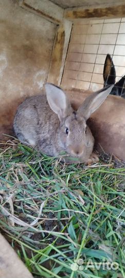 Кролики породы великан