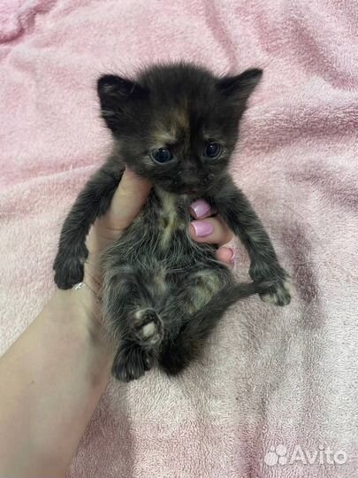 Котенок в дар бесплатно