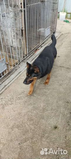 Щенки немецкой овчарки