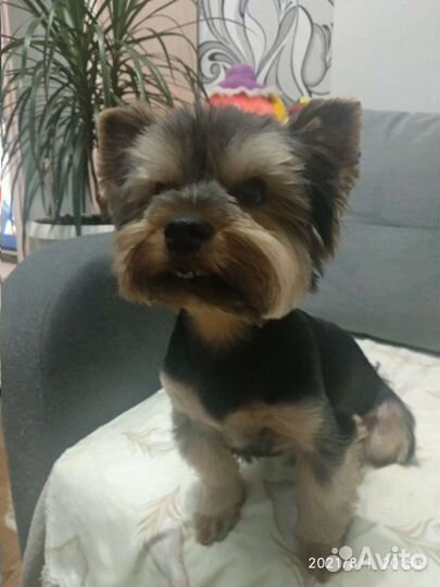 Вязка бесплатно