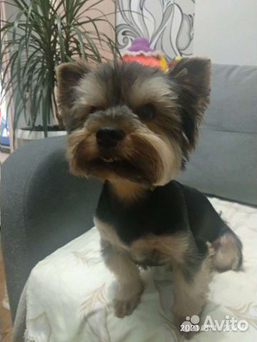 Вязка бесплатно