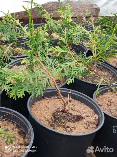 Хвойные и другие для сада