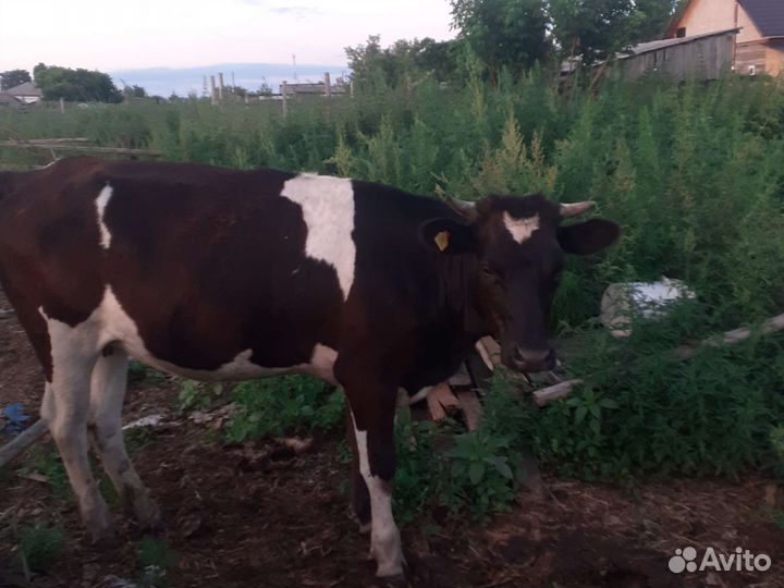 Телка стельная