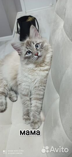 Маскарадные котята