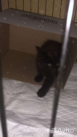 Котенок в добрые руки