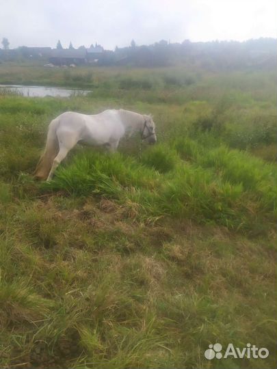 Продам кобылу цена 120000