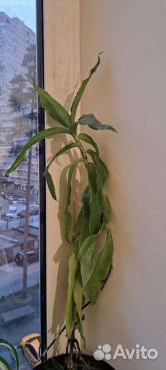 Комнатное лечебно растение Золотой ус