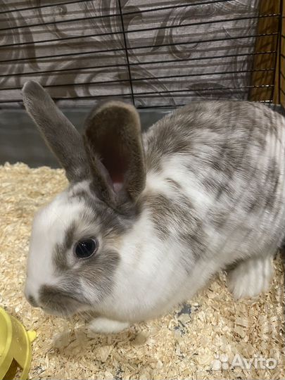 Кролик декоративный
