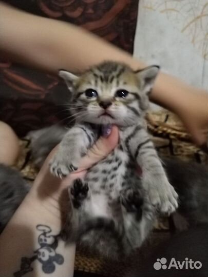 Кошка в дар