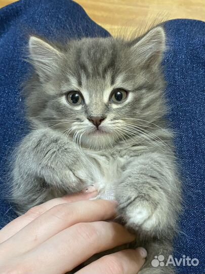 Кот
