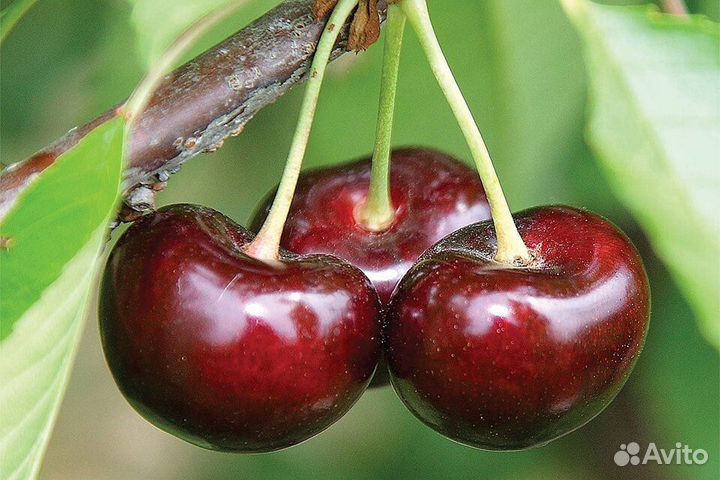 Черешня Крупноплодная