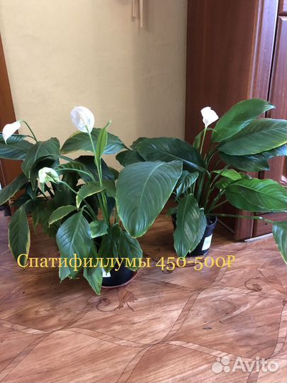 Комнатные цветы