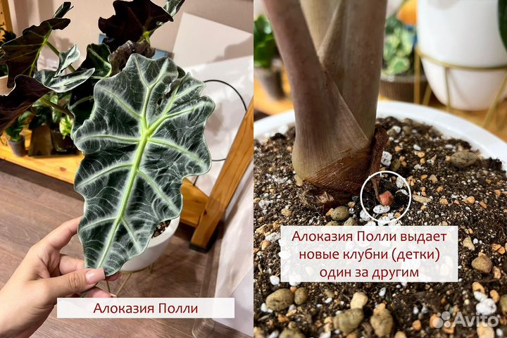 Универсальный авторский грунт для растений