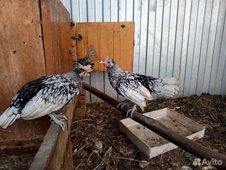 Птенцы Сибрайт