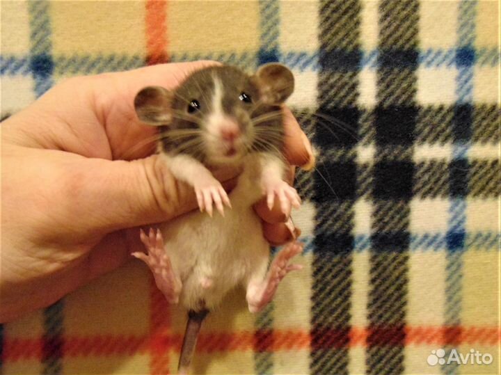 Дамбо - крысята малыши питомник, клетки