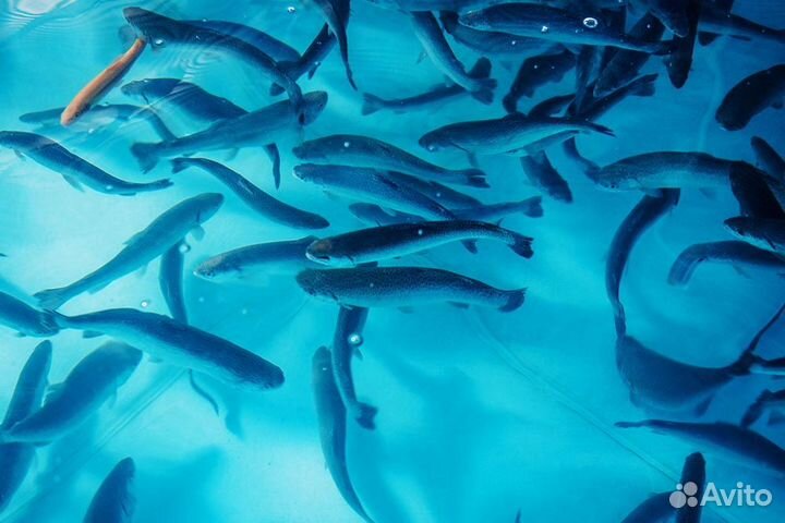 Форель для прудов