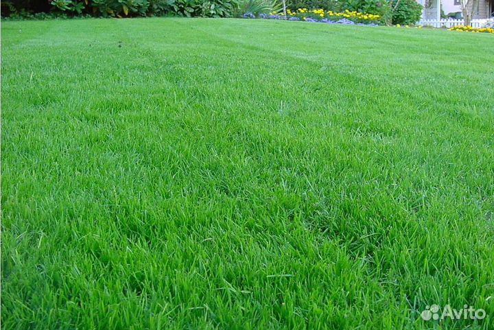 Рулонный газон продажа