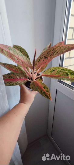 Аглаонема Red Legacy