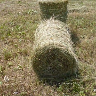 Продам сено в рулонах