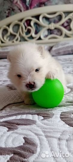 Щенки лапочки