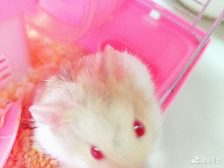 Клетка для грызунов