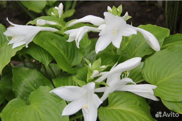 Хоста королевская