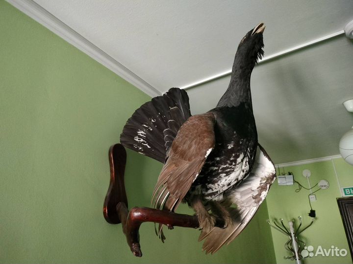 Кабан,Глухарь