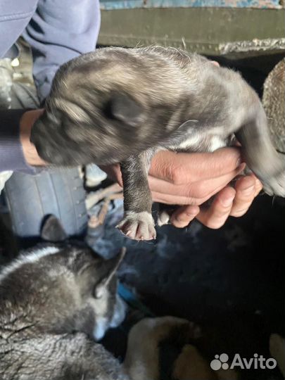 Щенок в добрые руки бесплатно