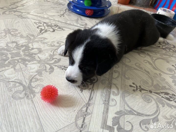 Малыш ищет хозяина