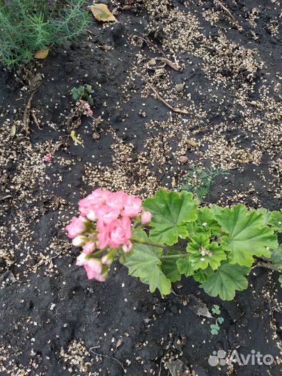 Герань королевская